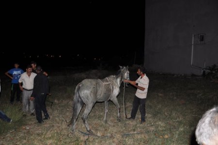 Su kuyusunda at kurtarma operasyonu (Özel)