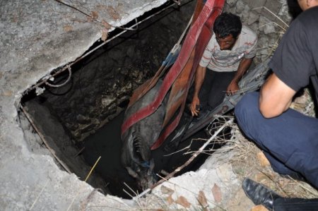 Su kuyusunda at kurtarma operasyonu (Özel)