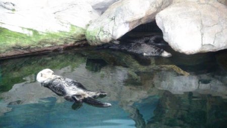 Su samurlarının havuz keyfi bir başka (Özel)