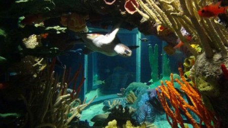 Su samurlarının havuz keyfi bir başka (Özel)