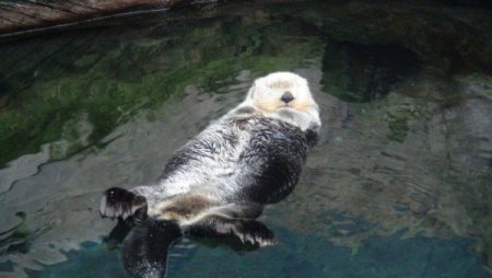 Su samurlarının havuz keyfi bir başka (Özel)