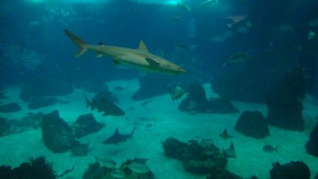 Su samurlarının havuz keyfi bir başka (Özel)