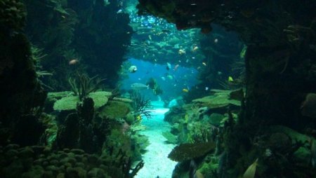 Su samurlarının havuz keyfi bir başka (Özel)