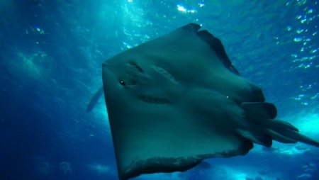 Su samurlarının havuz keyfi bir başka (Özel)