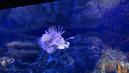 Su samurlarının havuz keyfi bir başka (Özel)