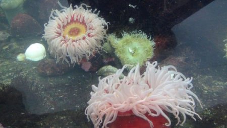 Su samurlarının havuz keyfi bir başka (Özel)