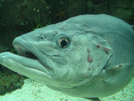 Su samurlarının havuz keyfi bir başka (Özel)