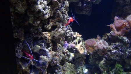 Su samurlarının havuz keyfi bir başka (Özel)