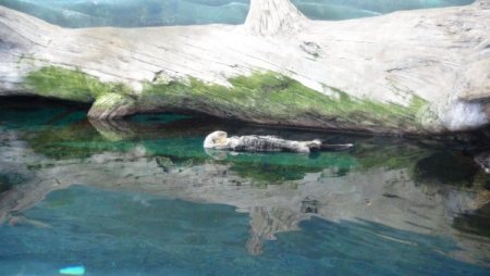 Su samurlarının havuz keyfi bir başka (Özel)