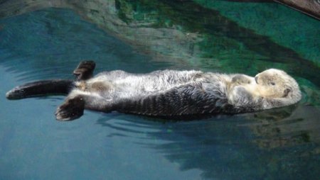 Su samurlarının havuz keyfi bir başka (Özel)