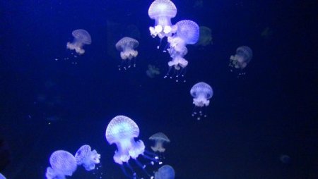 Su samurlarının havuz keyfi bir başka (Özel)