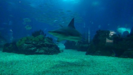 Su samurlarının havuz keyfi bir başka (Özel)