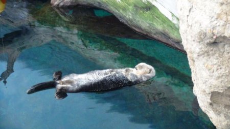 Su samurlarının havuz keyfi bir başka (Özel)