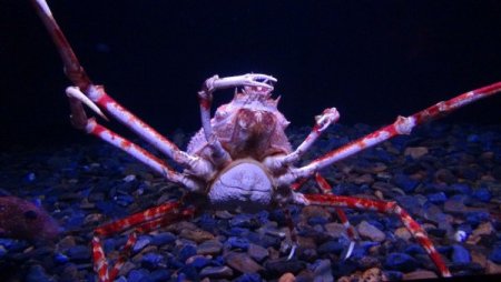 Su samurlarının havuz keyfi bir başka (Özel)