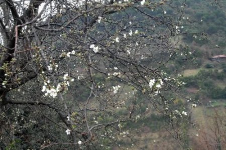 Şubat Ayında Vişne Ağacı Çiçek Açtı