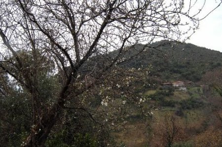 Şubat Ayında Vişne Ağacı Çiçek Açtı