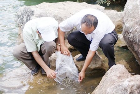 Sulakyurt Göleti'ne 20 Bin Balık Bırakıldı