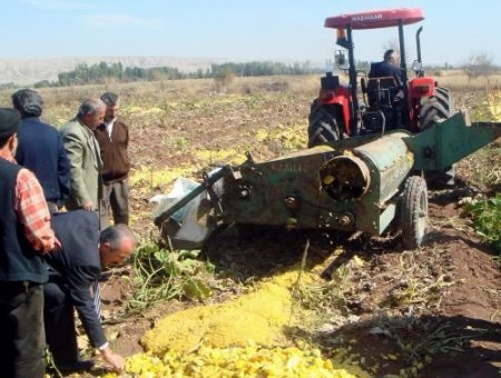 Sulakyut'ta Alternatif Ürün Kabak Ekimi Yapıldı