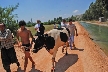Sulama Kanalına Giren İnek Zor Kurtarıldı