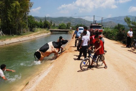 Sulama Kanalına Giren İnek Zor Kurtarıldı