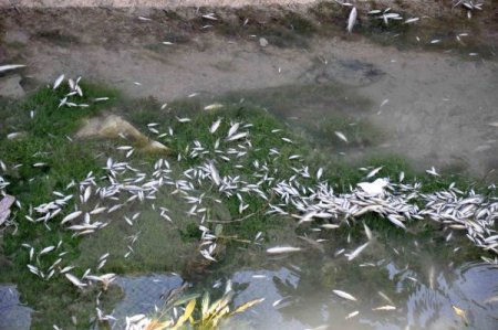 Sulama kanalına zehir döküldü balıklar öldü iddiası