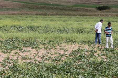 Sulama Problemi Yüzünden 20 Bin Meyve Fidanı Kuruma Tehlikesi Yaşıyor