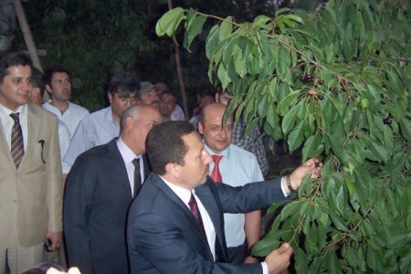 Sultandağı Kirazının Yüzde 60’ı İhraç Ediliyor