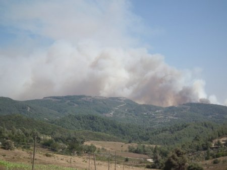 Suriye sınırındaki ormanlık alanda yangın