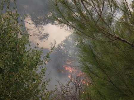 Suriye sınırındaki ormanlık alanda yangın