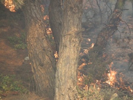 Suriye sınırındaki ormanlık alanda yangın