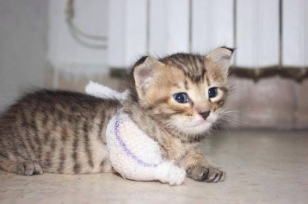 Suriye'de Esed rejiminin ağır yaraladığı kediyi muhalifler tedavi etti