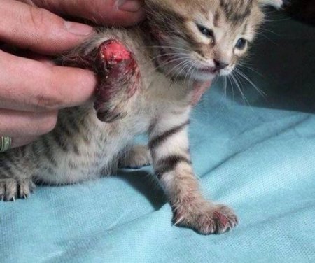 Suriye'de Esed rejiminin ağır yaraladığı kediyi muhalifler tedavi etti