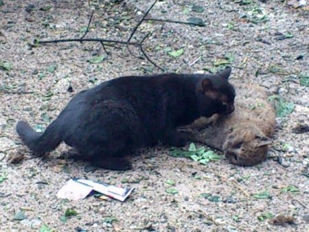 Suriye'deki saldırıda yavrusunu kaybeden kediden insanlık dersi