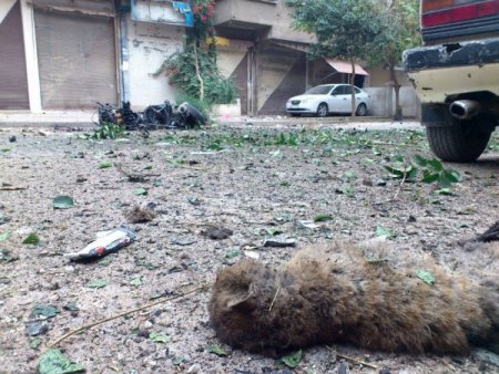 Suriye'deki saldırıda yavrusunu kaybeden kediden insanlık dersi