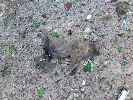 Suriye'deki saldırıda yavrusunu kaybeden kediden insanlık dersi