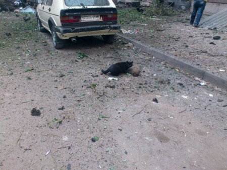 Suriye'deki saldırıda yavrusunu kaybeden kediden insanlık dersi