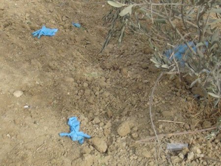 Suriye’den atılan havan mermisi Hatay'da zeytin ağaçlarına zarar verdi