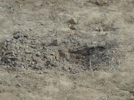 Suriye’den atılan havan mermisi Hatay'da zeytin ağaçlarına zarar verdi