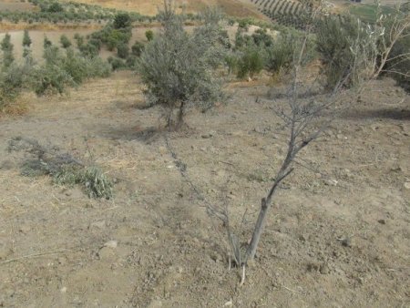 Suriye’den atılan havan mermisi Hatay'da zeytin ağaçlarına zarar verdi
