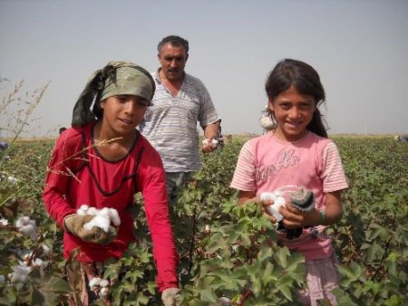 Suruçlu Öğrencilerin Yüzde 40'ı Tarlada