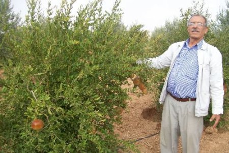Suruç'ta Nar Bahçeleri Tekrar Hayata Geçiyor