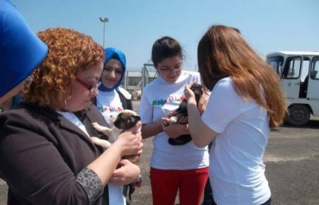 Sürücüye uyarı: Sokak hayvanlarını gör ve koru