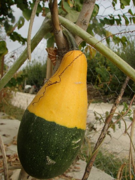 Süs Kabakları Hünerli Ellerde Turistik Eşya Oluyor