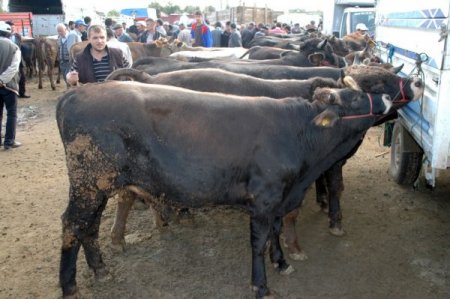 Suşehri hayvan pazarında kurbanlıklar görücüye çıktı