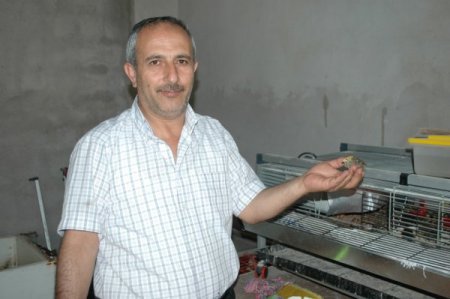 Suşehri'nde bıldırcın üretimi başladı