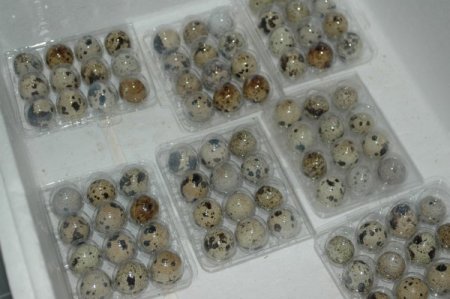 Suşehri'nde bıldırcın üretimi başladı