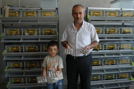 Suşehri'nde bıldırcın üretimi başladı