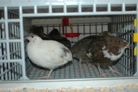 Suşehri'nde bıldırcın üretimi başladı