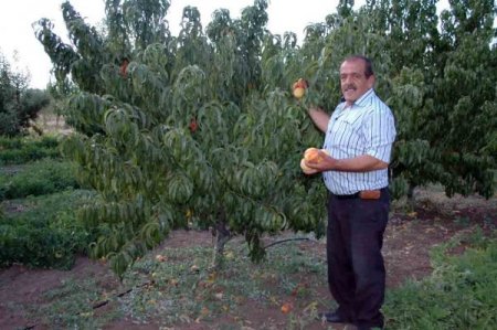 Suşehri'nde kurduğu hobi bahçesinde organik üretim yapıyor