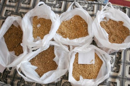 Suşehri'ne Uygun Buğday Çeşitleri Tespit Edildi